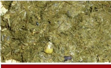 Undigested grains in manure photo Lallemand Forward