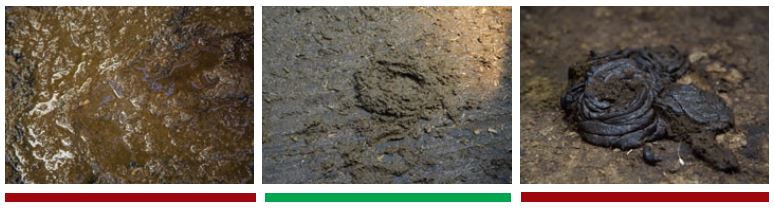 manure consistency scale photo lallemand Forward